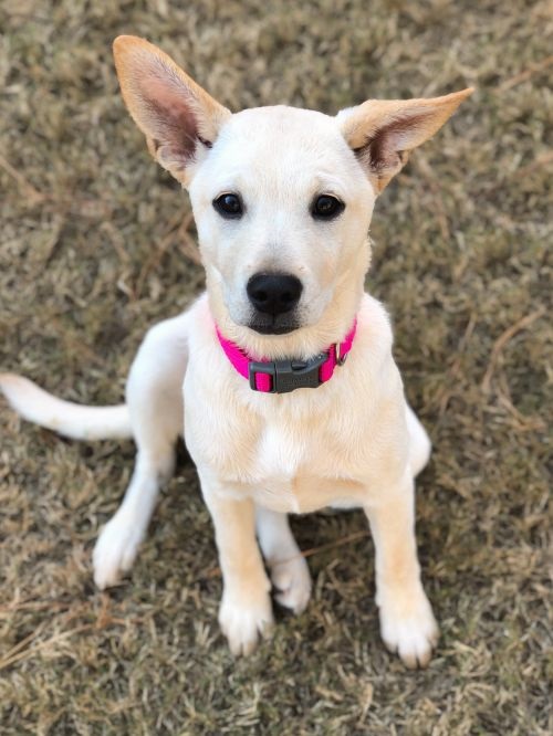 Adoptable Dogs Peaches