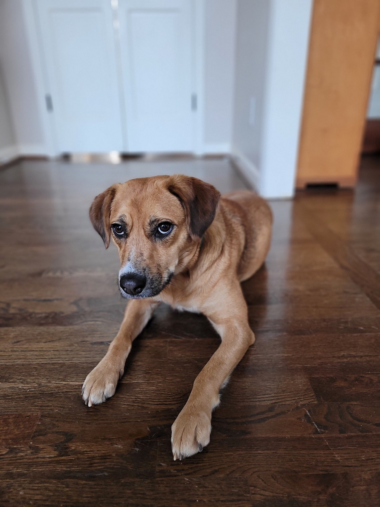 Adoptable Dogs SANDY SPRINGS