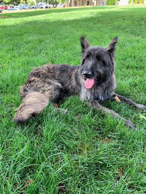 Adoptable Dogs SIRI CALISTA