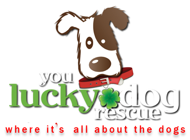 You Lucky Dog Rescue